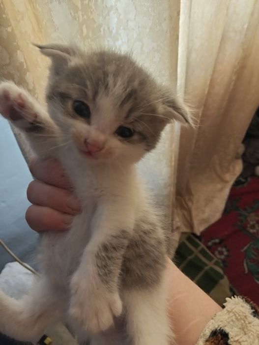 Отдам прехорошеньких котят