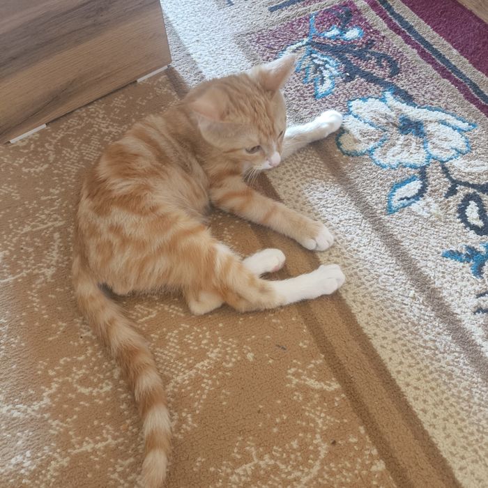 Бесплатный котёнок
