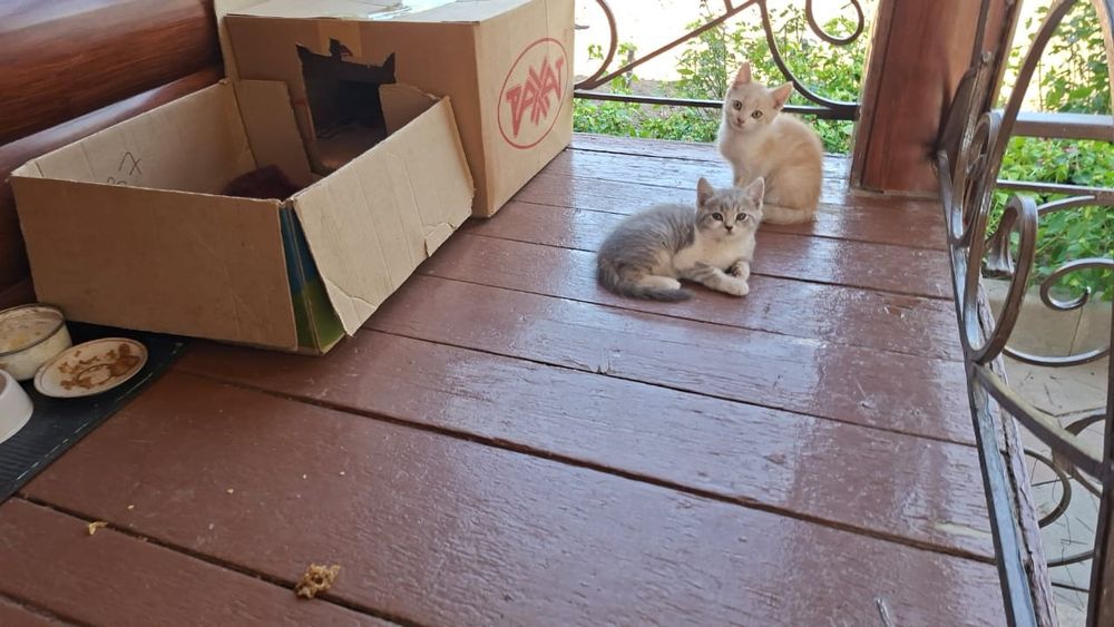 Котики два месяца