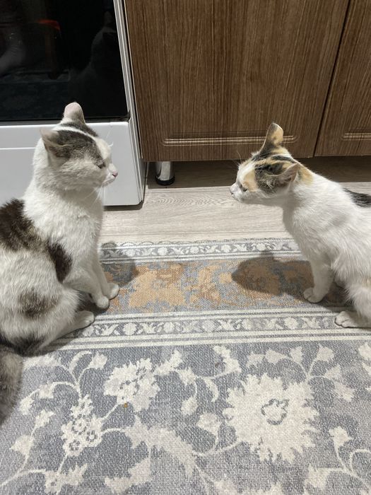 отдам котят в хорошие руки.