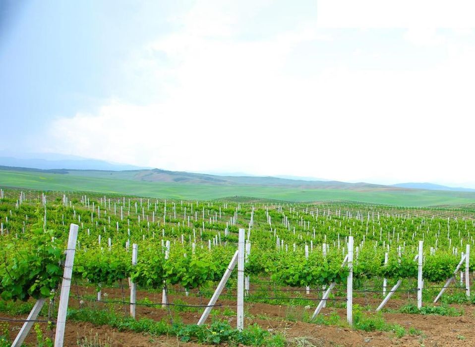 Бетонды қадалар, Шпаллер, Қада