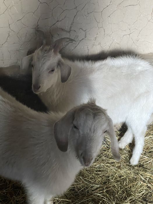 Текелер сатылады 1 жасар