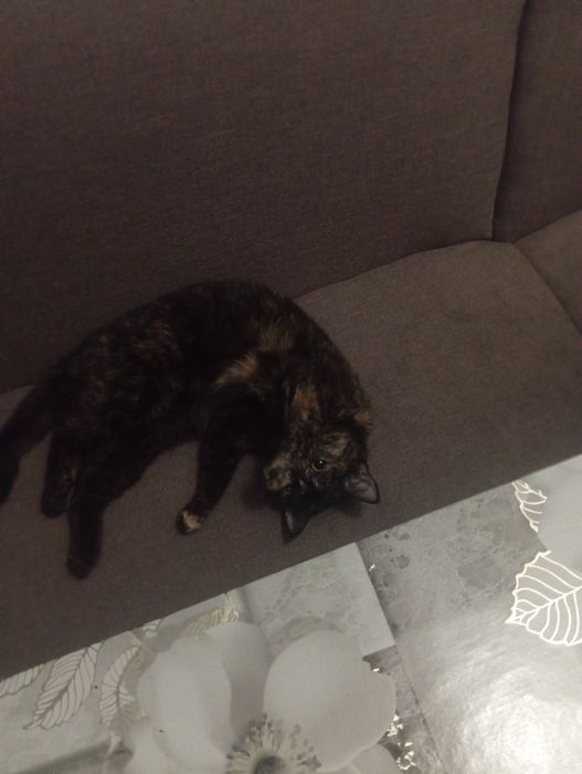 Отдадим чёрную кошечку