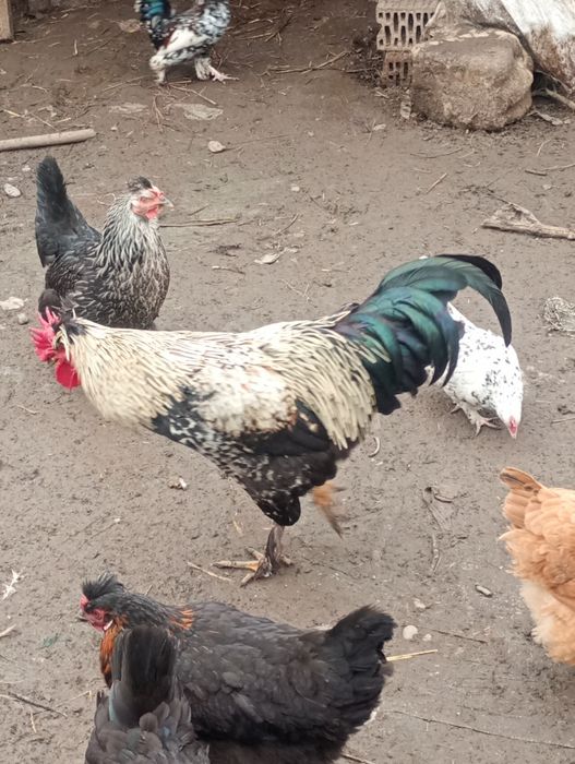 Cocoși de vânzare din primăvara anului trecut ( 2025)5