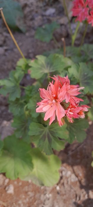 Герани, хлорофирум