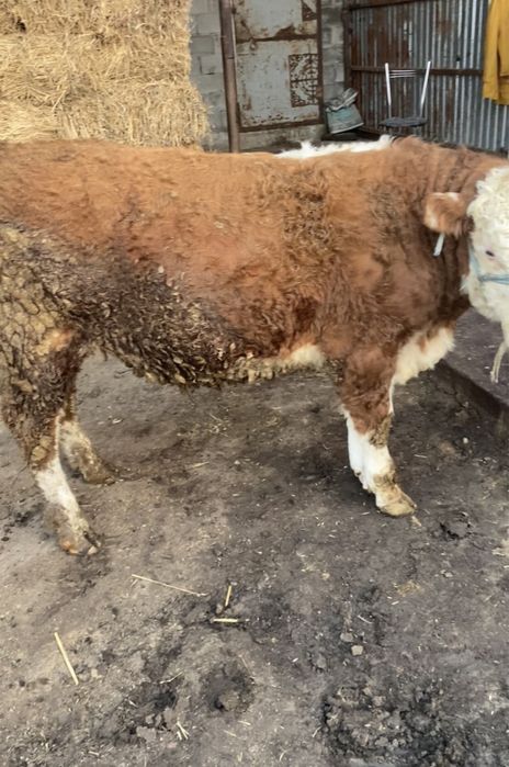 Продам корова. Сиыр сатылады