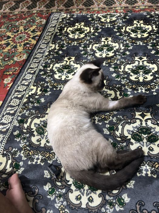 Siyamski 3 oyli ogil bola