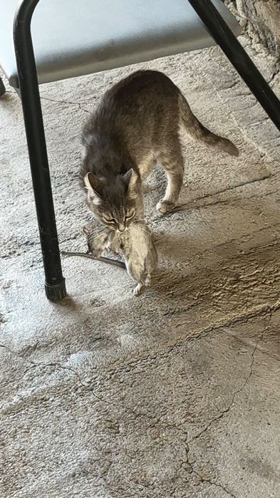 Отдам даром, котят.
