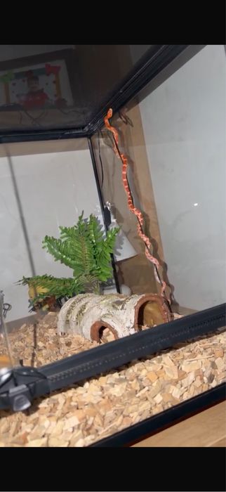 Corn Snake + terariu – pachet complet