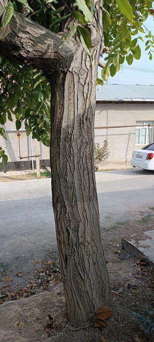 Ёнгок дарахти сотилади,