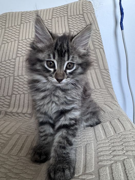 Котята 3 шт все мальчики