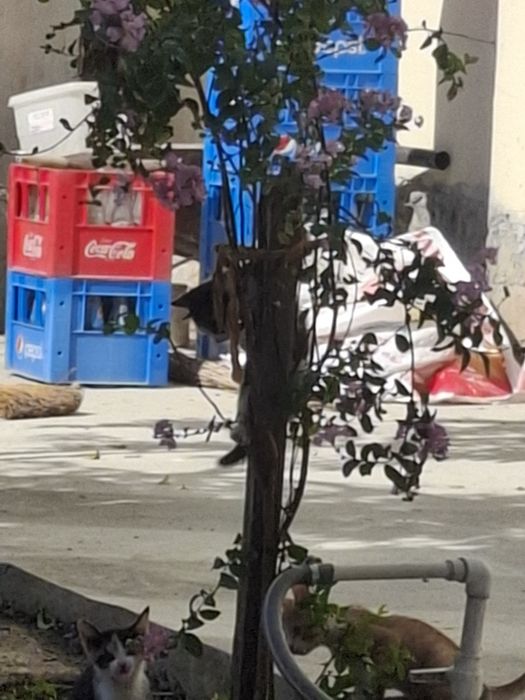 Tekinga mushuk bolasi