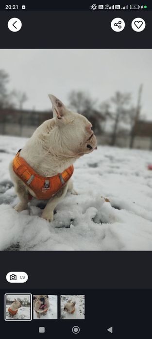 Французский бульдог