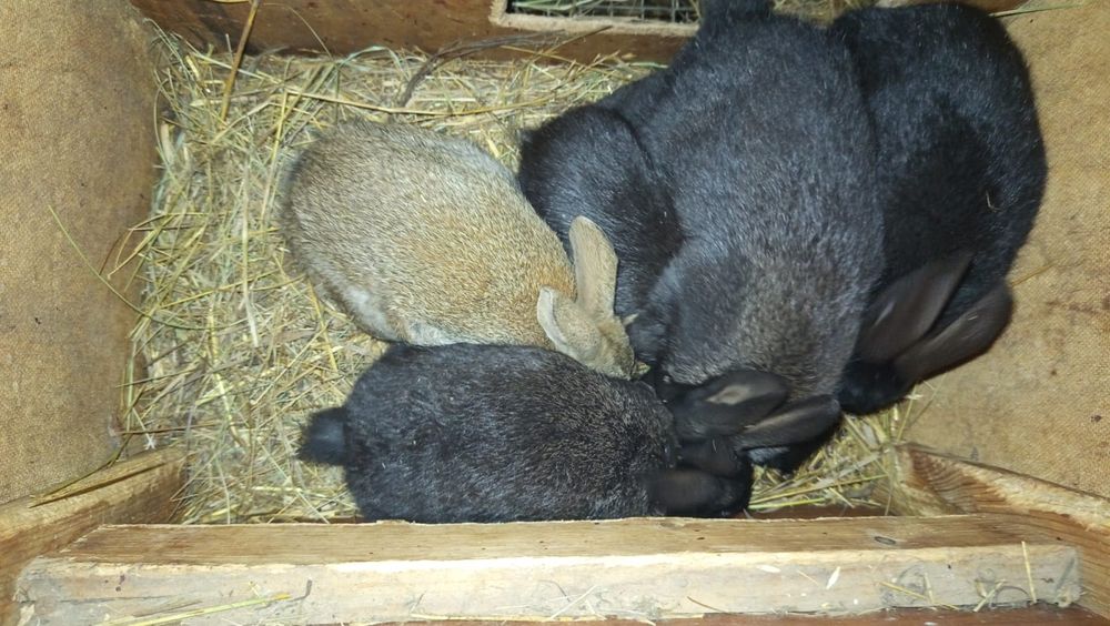 Крольчата ,кролики