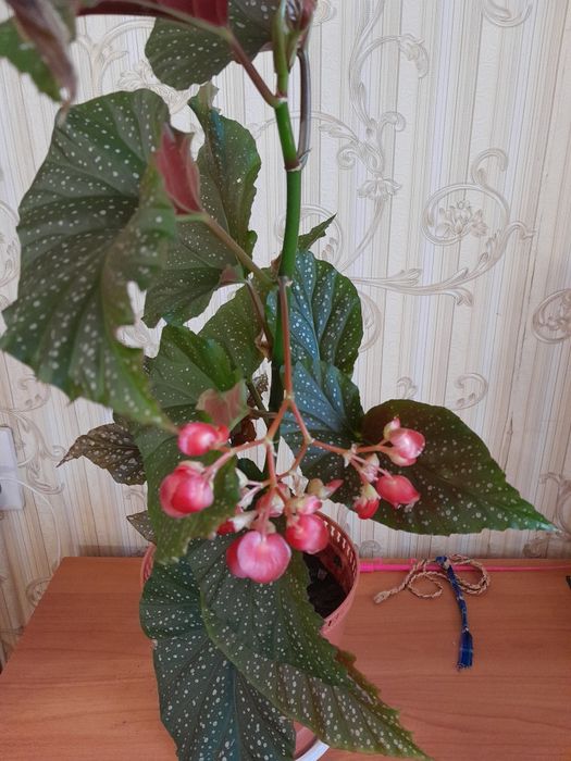 Бегонию коралловую продам