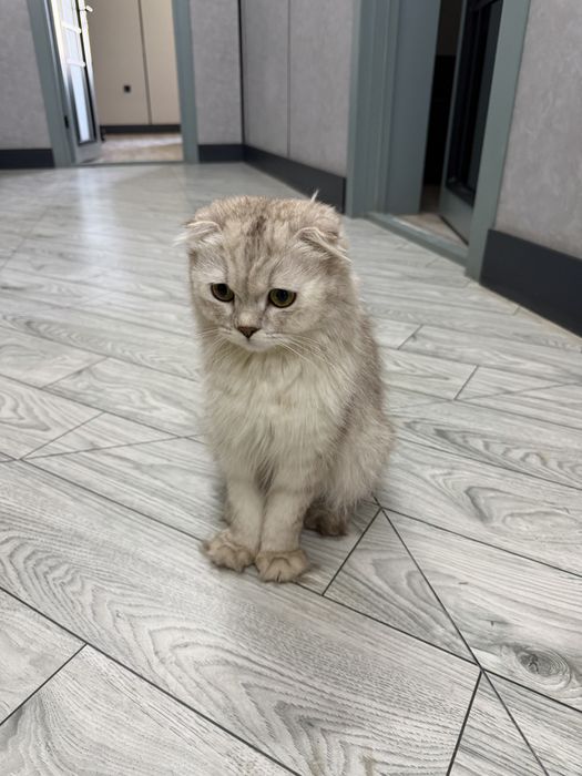 Плюшевые шотландские вислоухие котята (скоттиш-фолд)