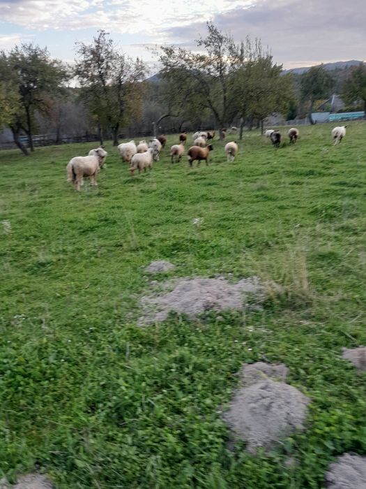 Vând oi de rasă mixtă