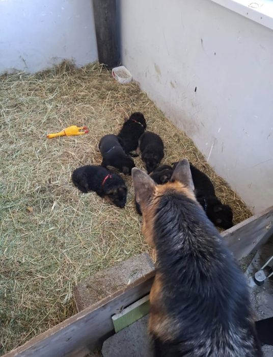 Немецские овчарки