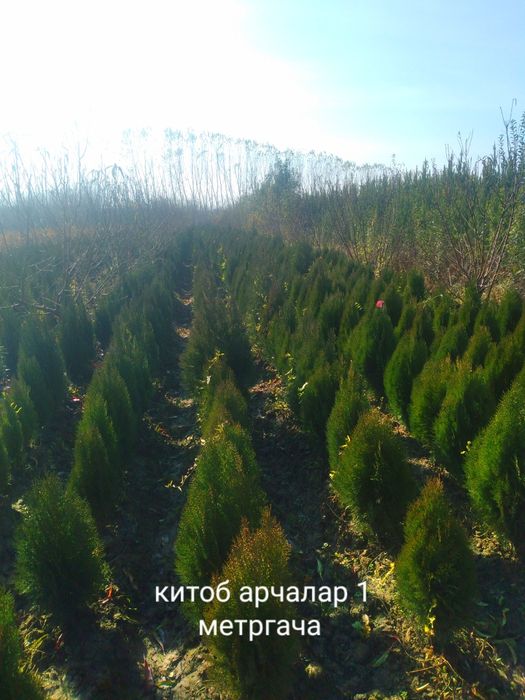 Арча китоб можовелник сасна туя