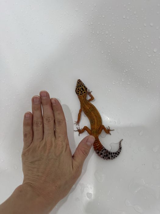 Продам Эублефар