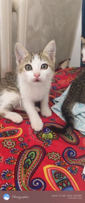 Котята возраст 2мес