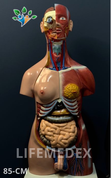 Анатомические Муляж ТОРС