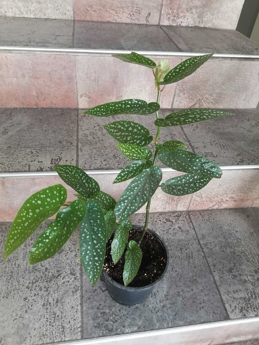 Цветя за продажба