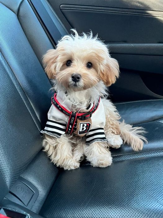 Мальтипу мальчишки