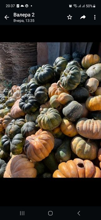 Тыква на корм животным