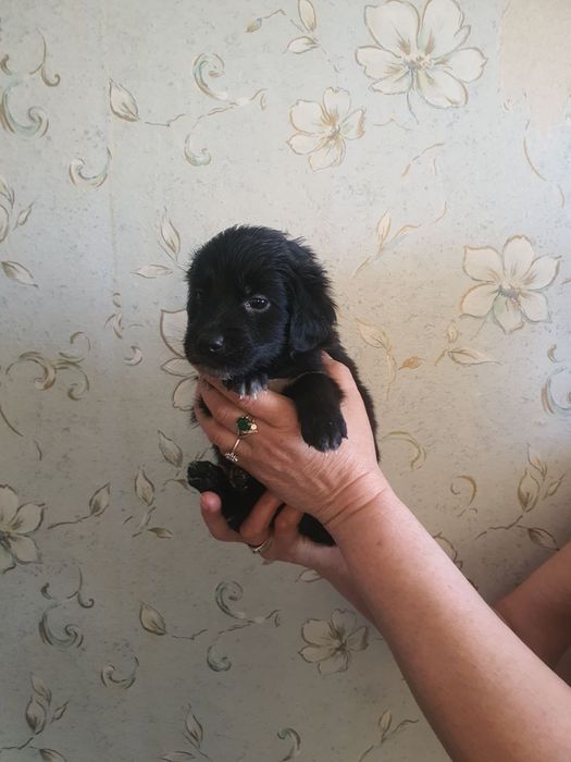 Домашние собачки