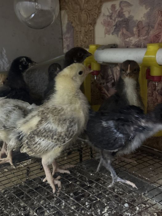 Цыплята домашние  3х недельные