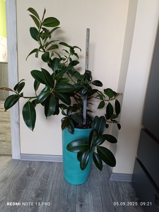 Продам комнатные цветы