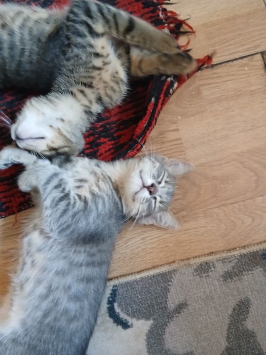Donez 2pisici frumosi si jucausi