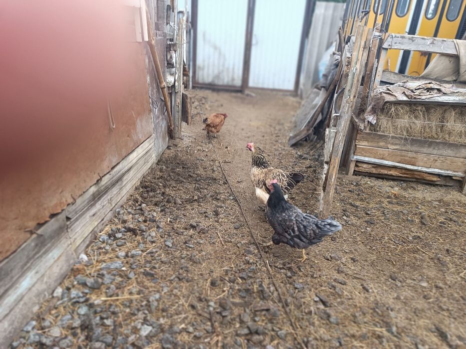 Продам домашних курей