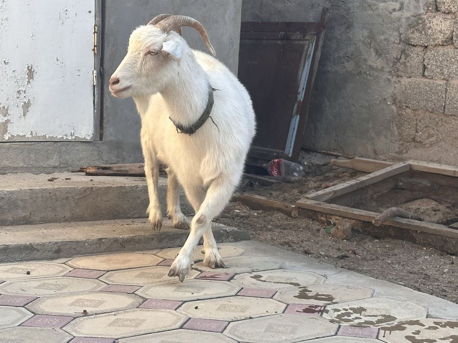 Саумалы ешки сатылады