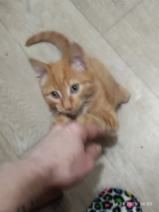 Отдам в надёжные руки
