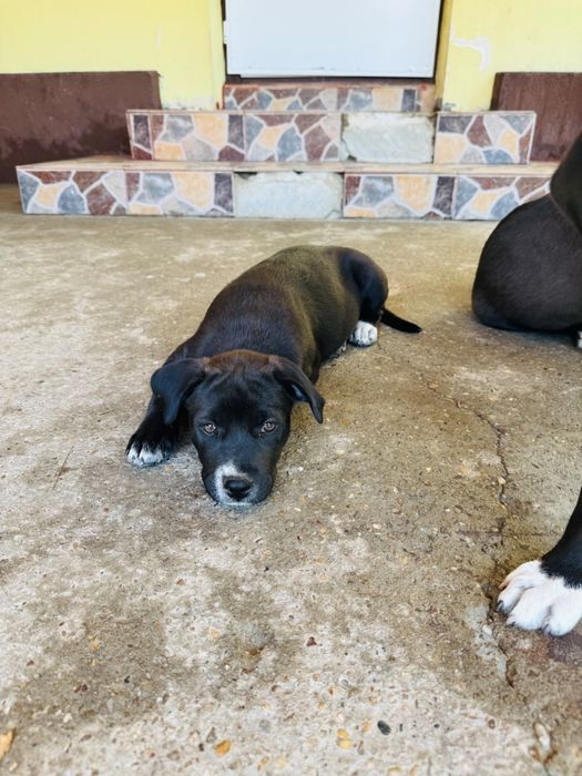 Donez catelusa metis amstaff