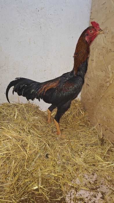 Продам чужиков разных