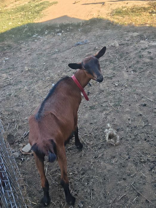 Iezi alpin francez de vânzăre