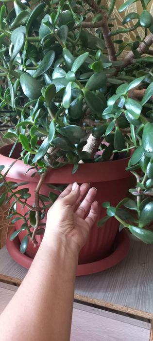 Цветок денежное дерево огромное