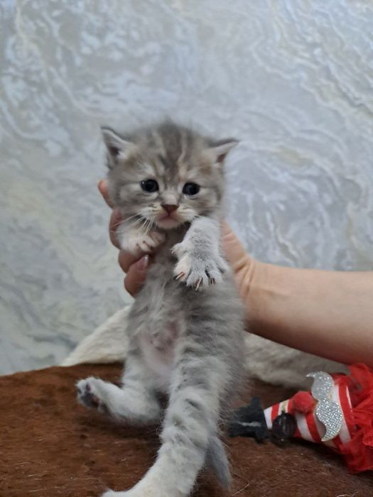 Zodli mushuk  bolasi