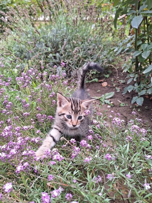 Отдам котят в хорошие руки