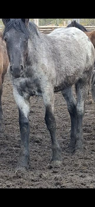 Лошади,  Кобылка