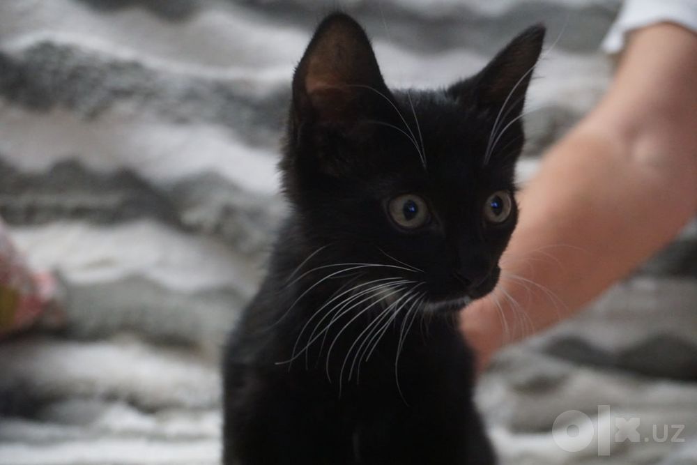 Отдам в хорошие руки котят