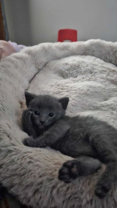 Котенок британский