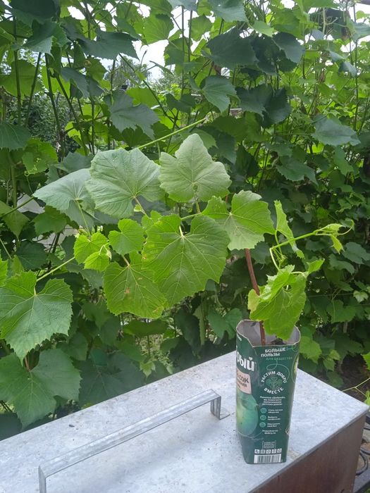 Продам саженцы винограда сорта Изабелла
