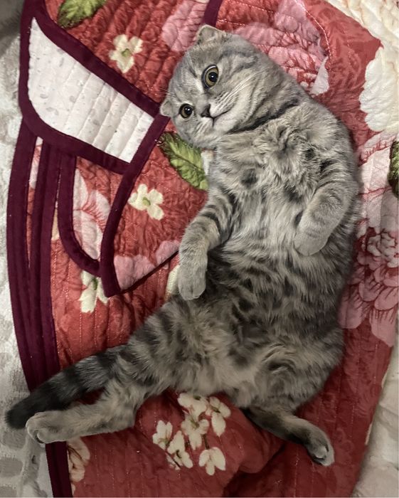 Мысык сатыладыыы