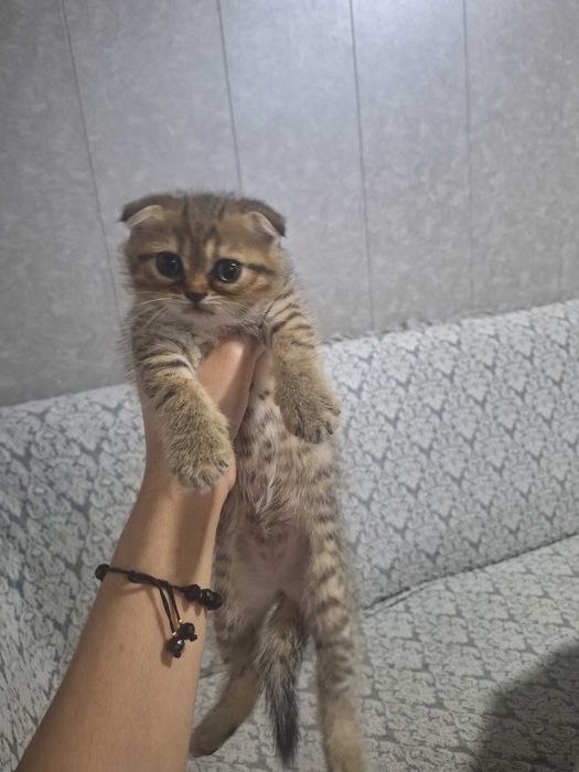 Зотдор мушукчлар ойлик Шиншилла фолд Йокимтой Латок билади овкат йиди.