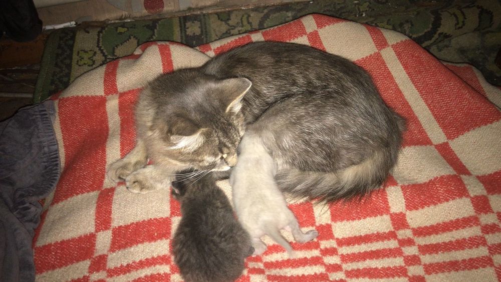 Отдам в добрые руки