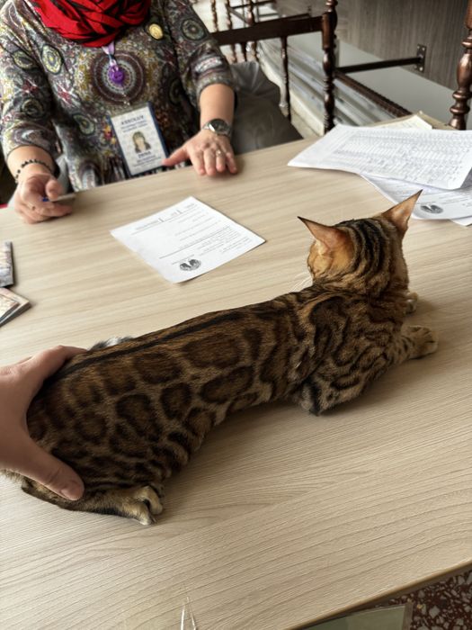 Бенгальскую кошку в разведение